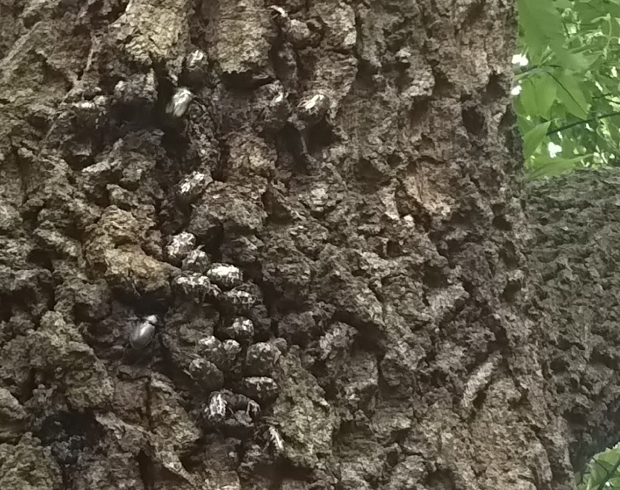 団地前のクヌギ_正面ｰ洞の50cm上 シラホシハナムグリ17匹 2021年7月14日 14時20分頃 気温32度